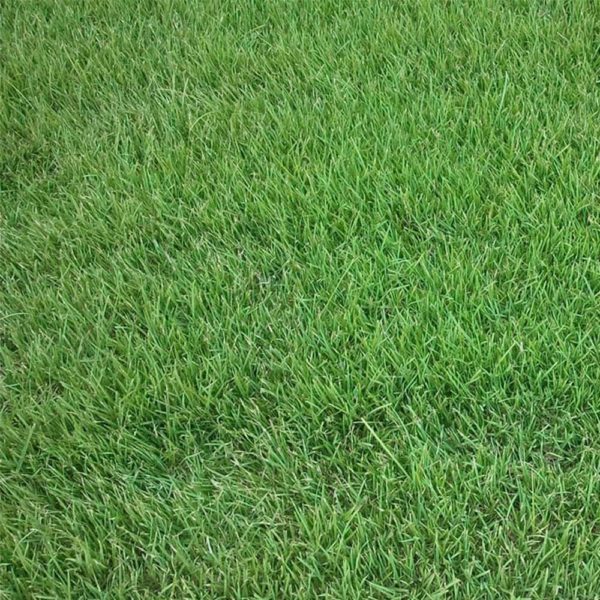 palisades-zoysia-grass