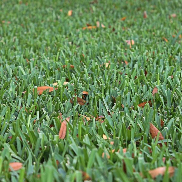 palmetto-st-augustine-grass